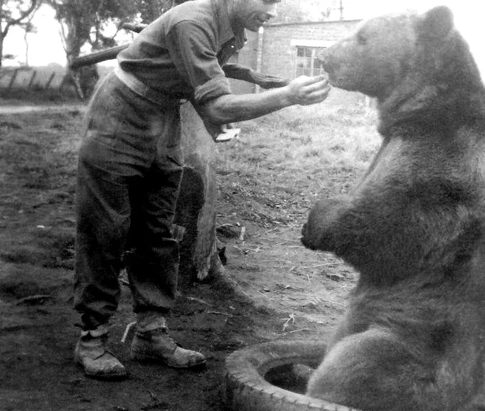 Wojtek – niedźwiedź w mundurze i bohater spod Monte Cassino